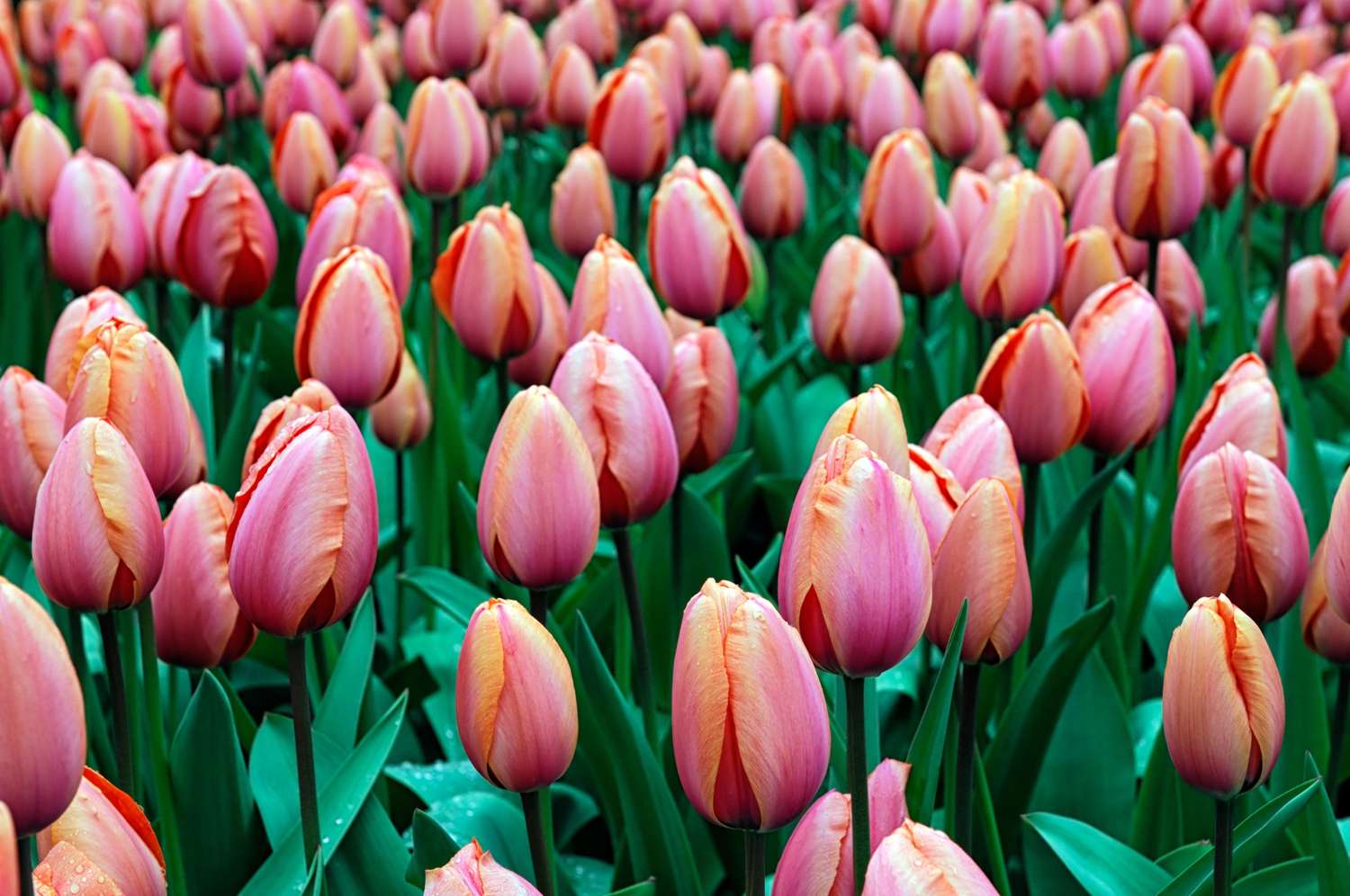 Tulipe 'Apricot Impression'